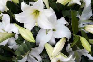 lillys