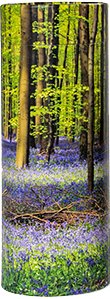 Bluebell wood